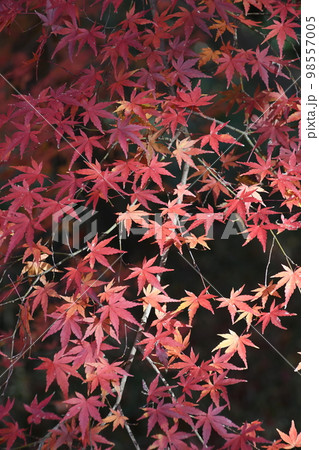 赤く染まるモミジの葉 98557005