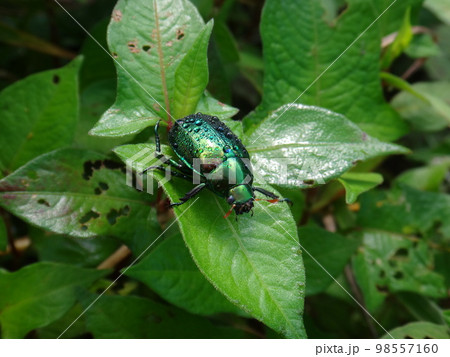 朝露を纏うコガネムシ 朝露を纏うコガネムシ 98557160