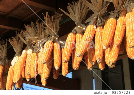 トウモロコシ/収穫した実を天日干ししている様子 トウモロコシ/収穫した実を天日干ししている様子 98557223