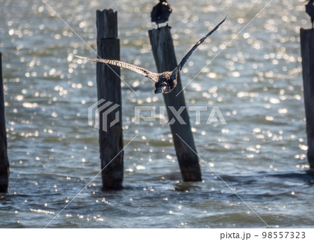 Black Cormorant flying in blue sky. The great cormorant, Phalacrocorax carbo Black Cormorant flying in blue sky. The great cormorant, Phalacrocorax carbo 98557323