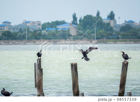 A flock of cormorants sits on a old sea pier in orange sunset light 98557339
