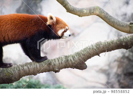 木の上のレッサーパンダ 98558852
