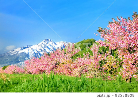 八重桜の並木と妙高山 98558909