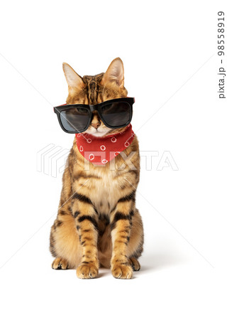 Bengal cat in sunglasses and neckerchief isolated on background. 98558919