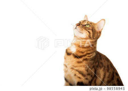 The head of a Bengal cat looking up with interest The head of a Bengal cat looking up with interest 98558943