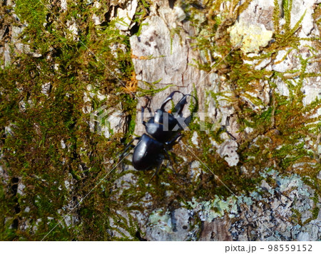 コクワガタ　クワガタムシ　夏休み　子供 98559152