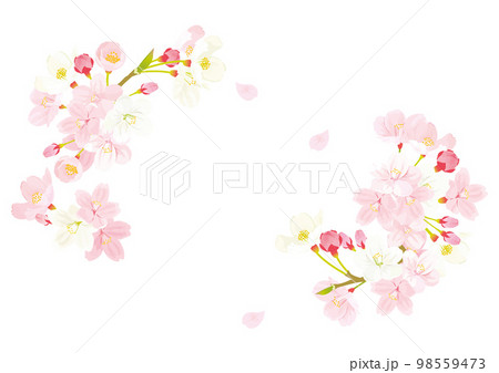 桜のフレーム　背景イラスト 98559473