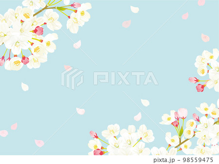 桜　背景イラスト 98559475