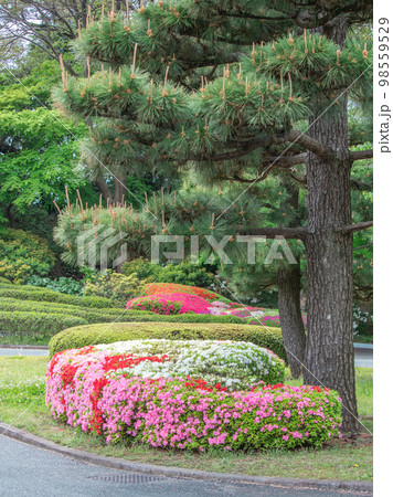 皇居の日本庭園に咲く躑躅 98559529