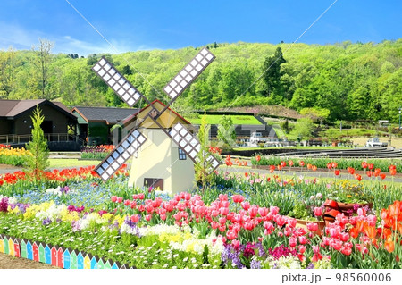 越後丘陵公園のチューリップ 越後丘陵公園のチューリップ 98560006