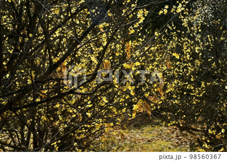 鹿沼市上永野の蝋梅の里 98560367