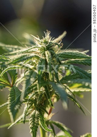 HDR close up shot of a cannabis plant blossom 98560407