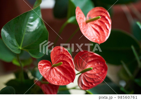 Anthurium flower close-up 98560761