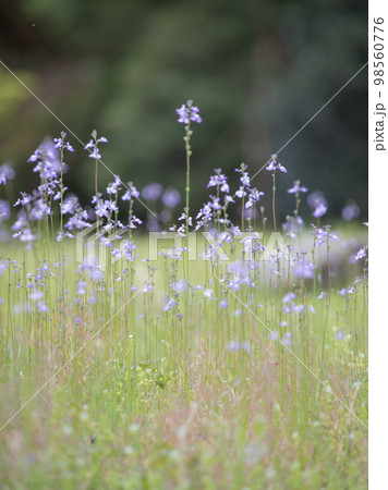 皇居に咲くマツバウンラン 98560776