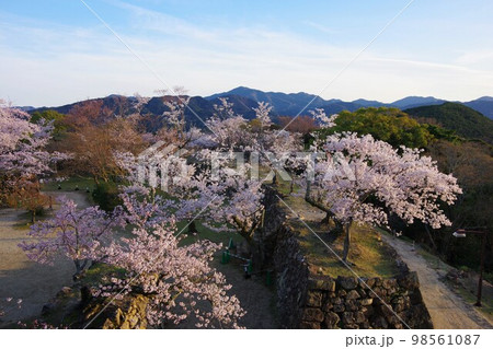兵庫県　桜の咲く洲本城跡　 98561087