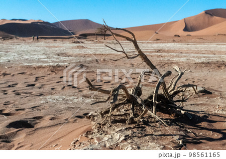Barren landscape near Deadvlei and sossusvlei 98561165