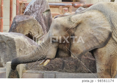水を飲むマルミミゾウ 水を飲むマルミミゾウ 98561174