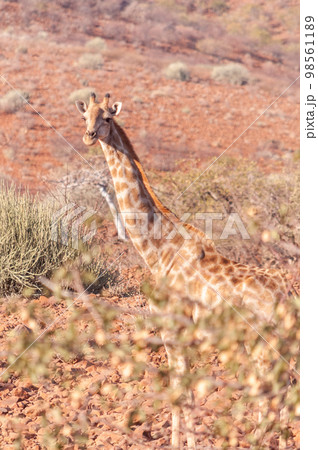 Giraffe in the red desert of Namibia 98561189