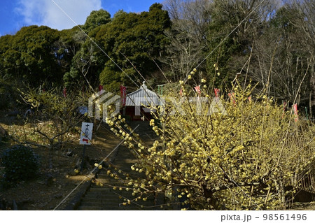 栃木市大平町の清水寺のろうばい園に観音堂 栃木市大平町の清水寺のろうばい園に観音堂 98561496