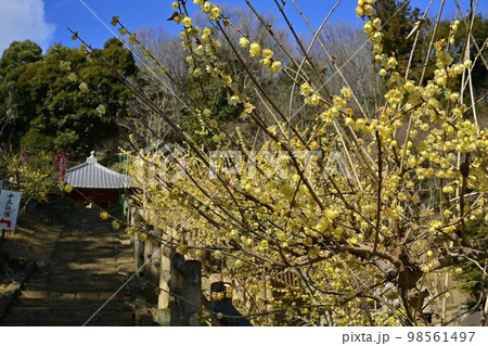 栃木市大平町の清水寺のろうばい園に観音堂 栃木市大平町の清水寺のろうばい園に観音堂 98561497