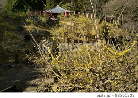 栃木市大平町の清水寺のろうばい園に観音堂 98561505