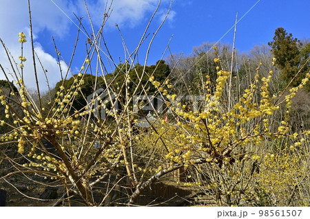 栃木市大平町の清水寺のろうばい園に観音堂 98561507