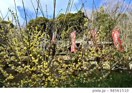 栃木市大平町の清水寺のろうばい園に観音堂 栃木市大平町の清水寺のろうばい園に観音堂 98561510
