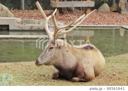 立派な角のシフゾウ 98561641