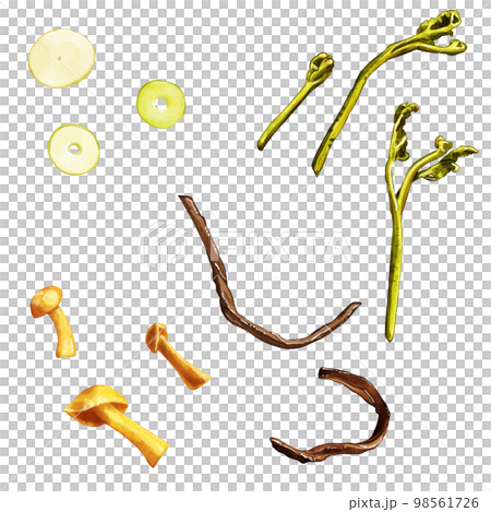 Hand drawn watercolor wild vegetable illustration set 98561726