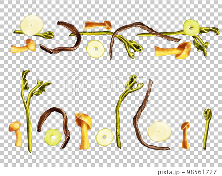 Hand drawn watercolor wild vegetable illustration one point line set 98561727