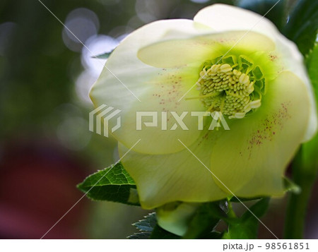 クリスマスローズの花のアップ 98561851