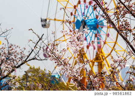 観覧車と桜の花 98561862