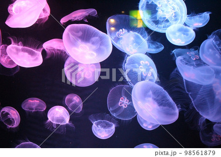 幻想的なくらげ 98561879
