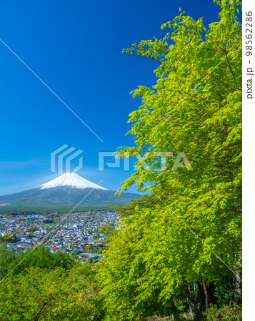 4月山梨・富士吉田　富士山と新倉山浅間公園の新緑 98562286