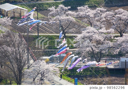 桜並木とこいのぼり 夏井千本桜展望台からの眺望 桜並木とこいのぼり 夏井千本桜展望台からの眺望 98562296