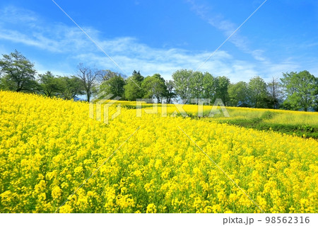 飯山・菜の花公園 98562316