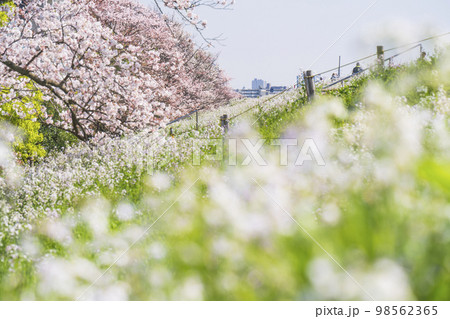 春の多摩川河川敷　満開の桜とハマダイコンの花【東京都・大田区－神奈川県・川崎市】 98562365