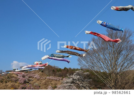 青空に泳ぐこいのぼりと桜　夏井千本桜 98562661