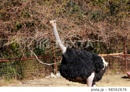 ダチョウの飼育 ダチョウの飼育 98562676