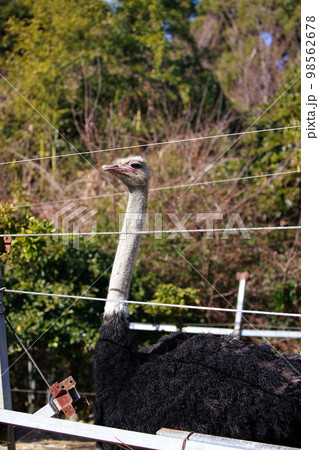 ダチョウの飼育 98562678