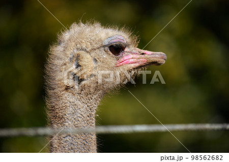 ダチョウの飼育 98562682