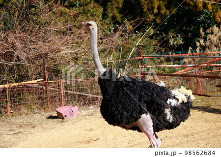 ダチョウの飼育 98562684