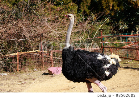 ダチョウの飼育 ダチョウの飼育 98562685