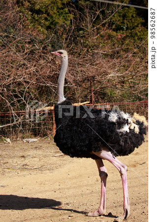 ダチョウの飼育 ダチョウの飼育 98562687