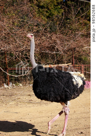 ダチョウの飼育 98562688