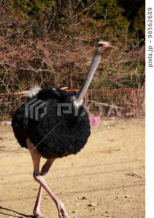ダチョウの飼育 ダチョウの飼育 98562689