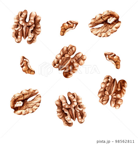Set of walnuts. Watercolor illustration isolated on white background 98562811