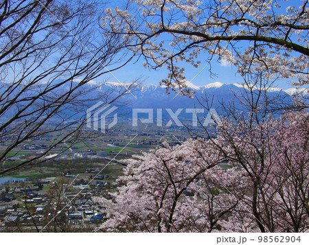 桜のお花見　光城山から見る北アルプスと安曇野の風景 98562904