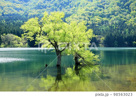 春の北竜湖 98563023