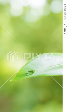 葉っぱの上に水滴。抽象的な春、夏の背景画像。3d画像（縦長） 98563053